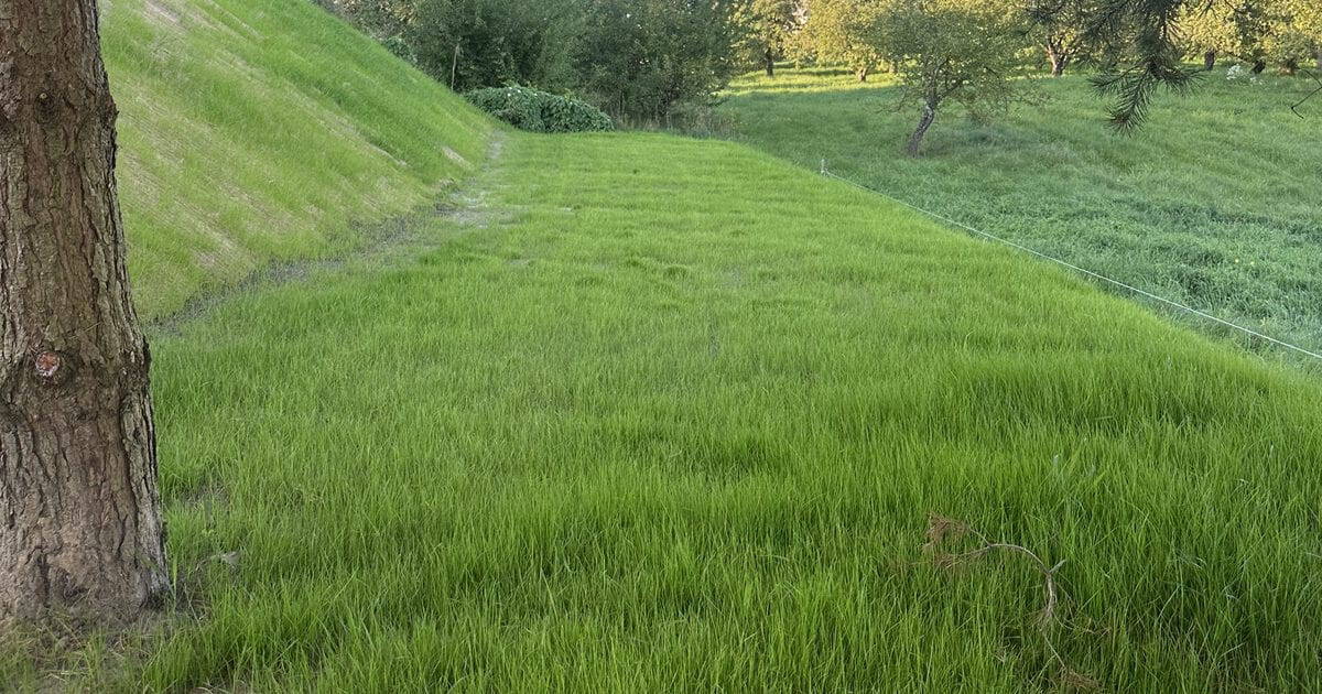 Sėjama-veja-įrengta-sklype-prie-šlaito-ir-pušies
